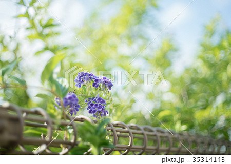 柵越しのデュランタ（タイワンレンギョウ） 35314143