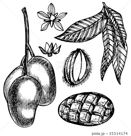 Hand drawn mango fruits set with leafs and mango 35314174