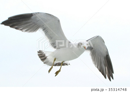 ウミネコ ウミネコ 35314748