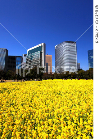 菜の花と高層ビル 菜の花と高層ビル 35314886