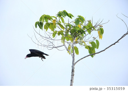 ソロモンガラス ソロモンガラス 35315059