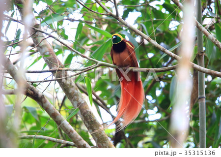 アカカザリフウチョウ 35315136