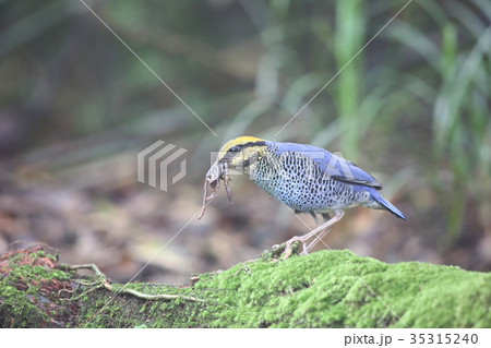 ルリヤイロチョウ ルリヤイロチョウ 35315240