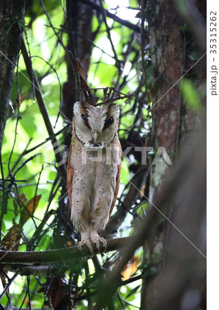 ニセメンフクロウ 35315262