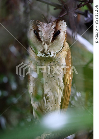 ニセメンフクロウの写真素材