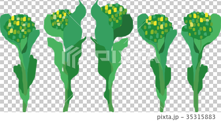 Rape blossoms Rape blossoms 35315883