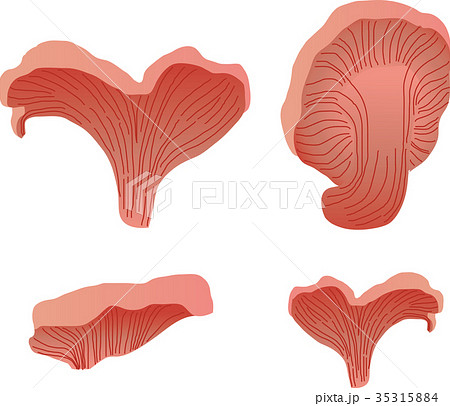 トキイロヒラタケ 35315884