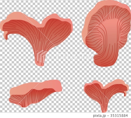 トキイロヒラタケ 35315884