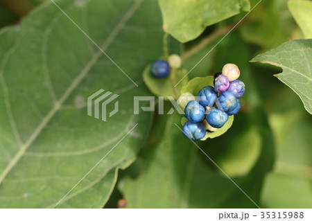 イシミカワ 35315988