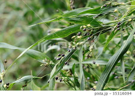 ジュズダマ 35316094