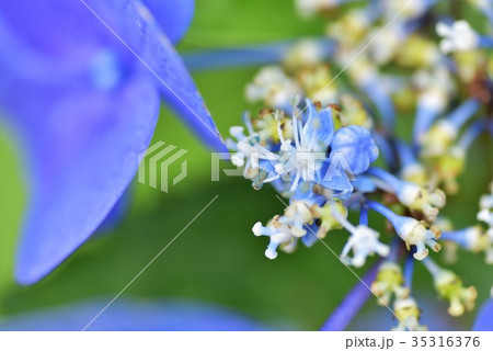 紫陽花 35316376