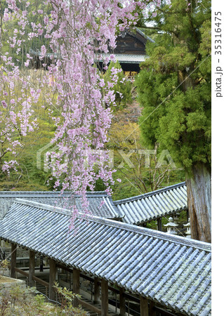 長谷寺　登廊　枝垂桜 35316475