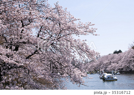 東京都 井の頭公園 井の頭池 満開の桜 東京都 井の頭公園 井の頭池 満開の桜 35316712