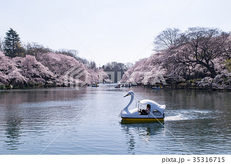 東京都　井の頭公園　井の頭池　満開の桜 35316715