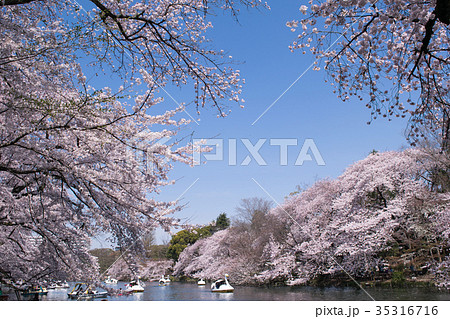 東京都 井の頭公園 井の頭池 満開の桜 東京都 井の頭公園 井の頭池 満開の桜 35316716