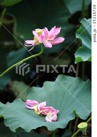 平の沢池のハスの落花 平の沢池のハスの落花 35316739
