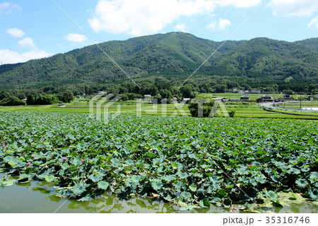 平の沢池 35316746