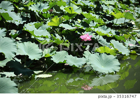 平の沢池の八重のハス 35316747