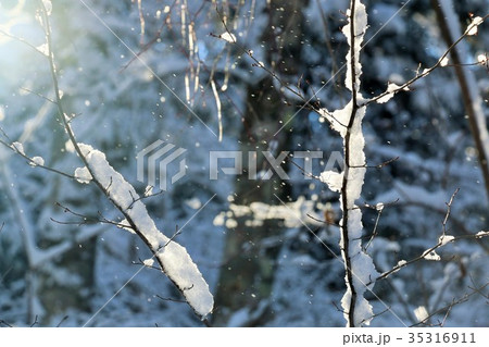 冬の樹氷と吹雪 冬の樹氷と吹雪 35316911