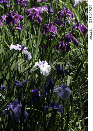 花しょうぶ 花しょうぶ 35316929
