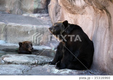 ヒグマ ヒグマ 35316960