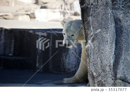 シロクマ シロクマ 35317077