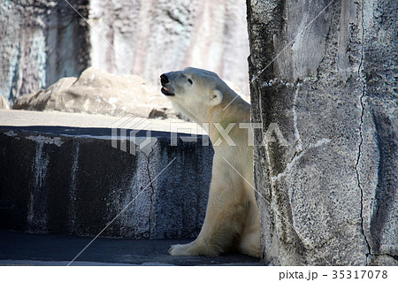 シロクマ シロクマ 35317078