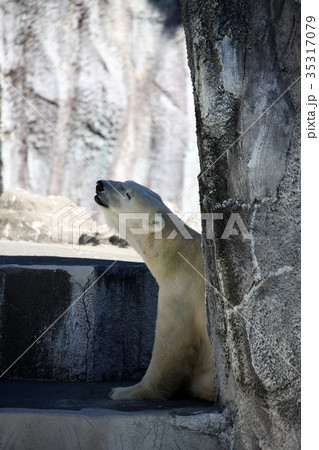 シロクマ シロクマ 35317079