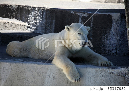 シロクマ 35317082