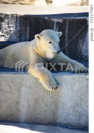 シロクマ 35317083