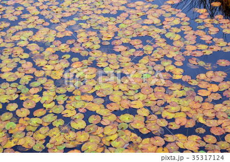秋の池塘 35317124