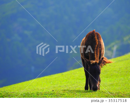 岬の野生馬 35317518