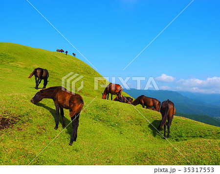 岬の野生馬 35317553
