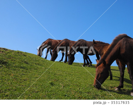 岬の野生馬 35317635