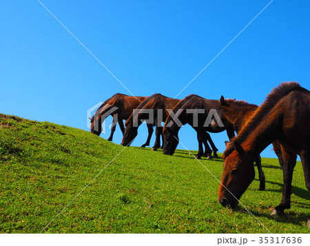 岬の野生馬 35317636