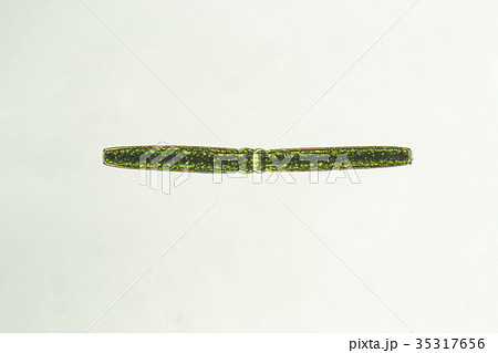 コウガイチリモ コウガイチリモ 35317656