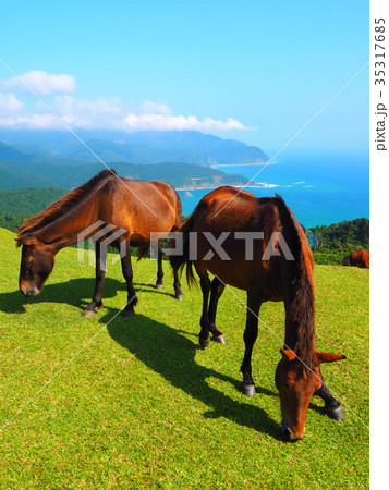 岬の野生馬 35317685