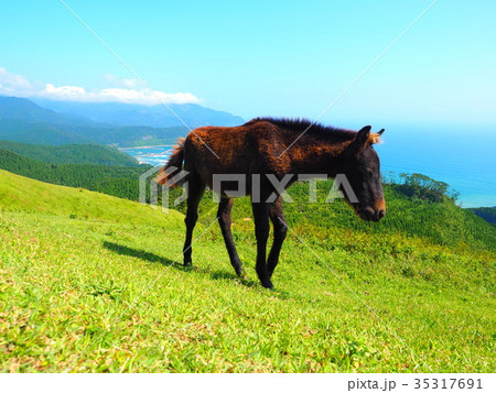 岬の野生馬 35317691