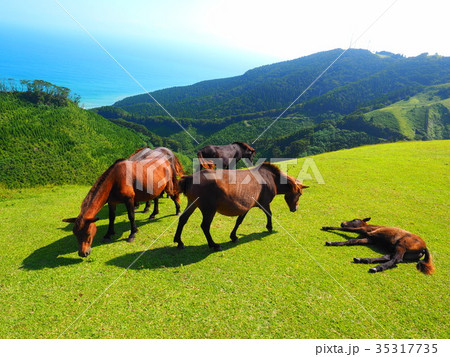 岬の野生馬 岬の野生馬 35317735