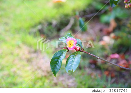ロビラキの花 ロビラキの花 35317745