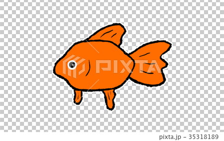 金魚 金魚 35318189
