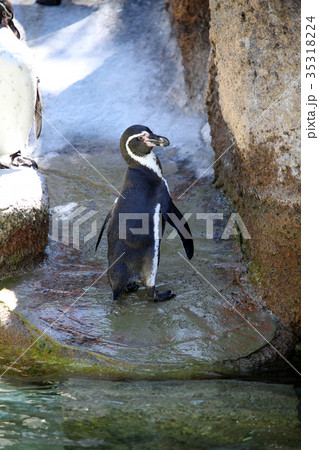 ペンギン 35318224