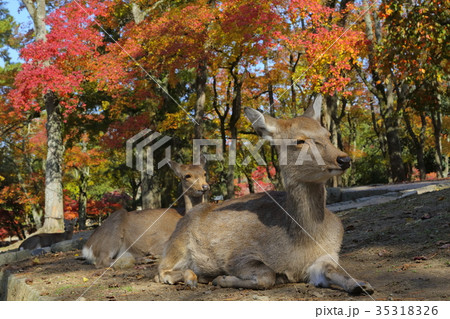 奈良公園　鹿と紅葉 35318326