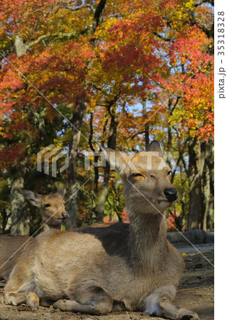 奈良公園　鹿と紅葉 35318328