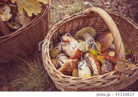 Mushrooms Mushrooms 35318617