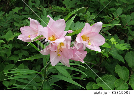 ヒメサユリ 35319005