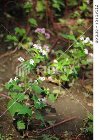 そばの花 35319112