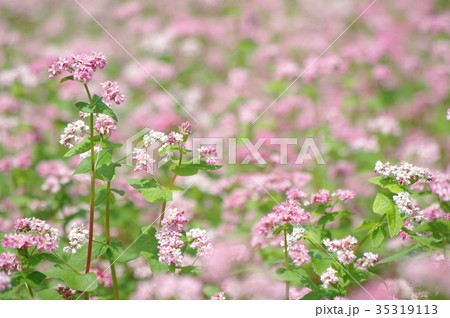 赤そばの花 35319113