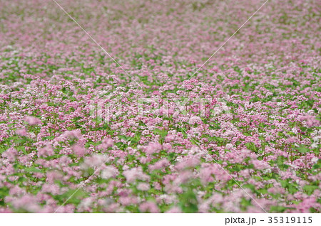 赤そばの花 35319115