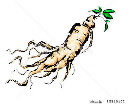 高麗人蔘 高麗人蔘 35319195